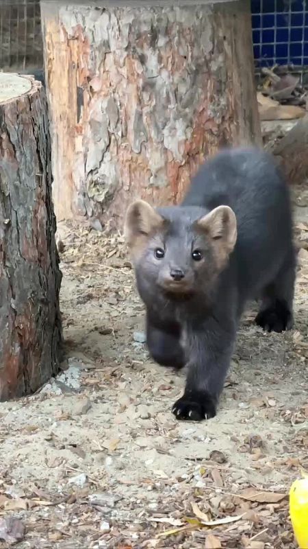 Белгородский зоопарк поделился кадрами крохи соболя Тяпы