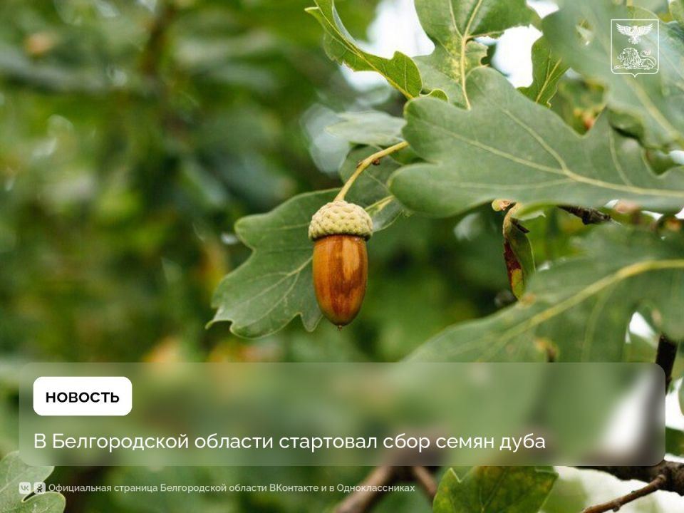 В Белгородской области стартовал сбор семян дуба