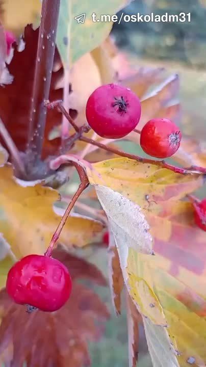 Доброе утро, Старый Оскол!
