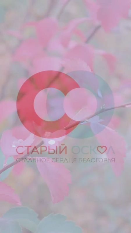 Доброе! Осеннее!. А завтра уже пятница Хорошего дня и отличного настроения, дорогие старооскольцы! Наш канал в МАХ