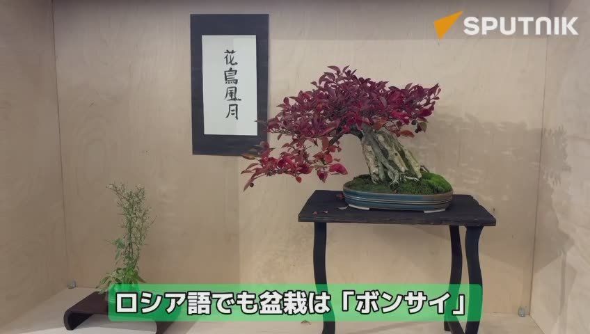 «Старооскольский бонсай» на японском ТВ. Русский характер через японское искусство