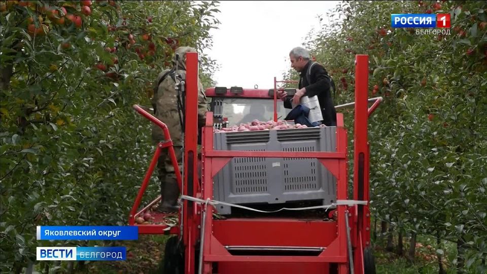 900 тонн яблок планируют собрать в этом саду Яковлевского округа