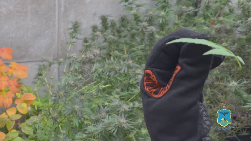 54-летний мужчина в частном секторе Белгорода вырастил 15 кустов конопли выше человеческого роста