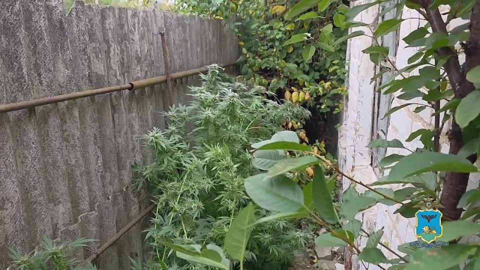 В Белгороде полицейские нашли плантацию конопли у местного жителя