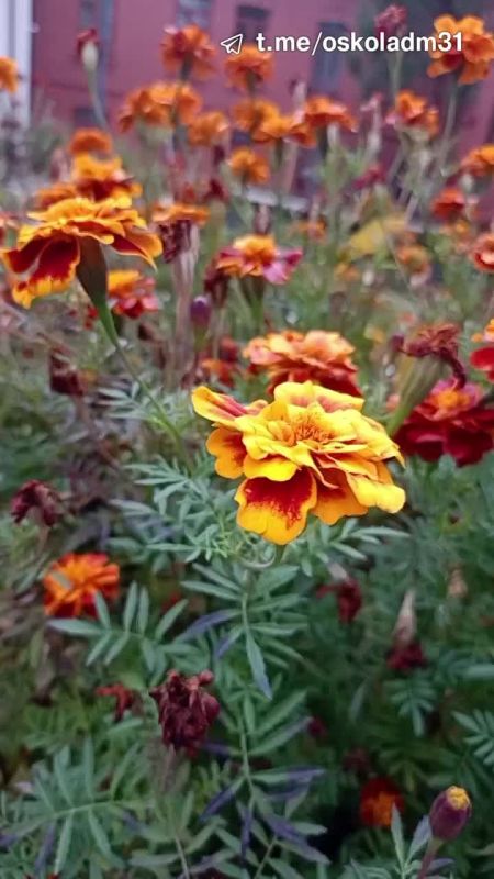 Доброе пятничное утро, дорогие старооскольцы!