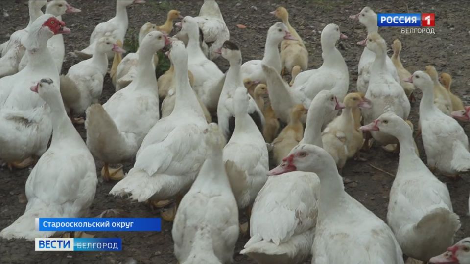 Бройлеры, ливенские, а в планах – голошейки: Татьяна Чурикова из Старооскольского округа на средства соцконтракта завела птицеферму