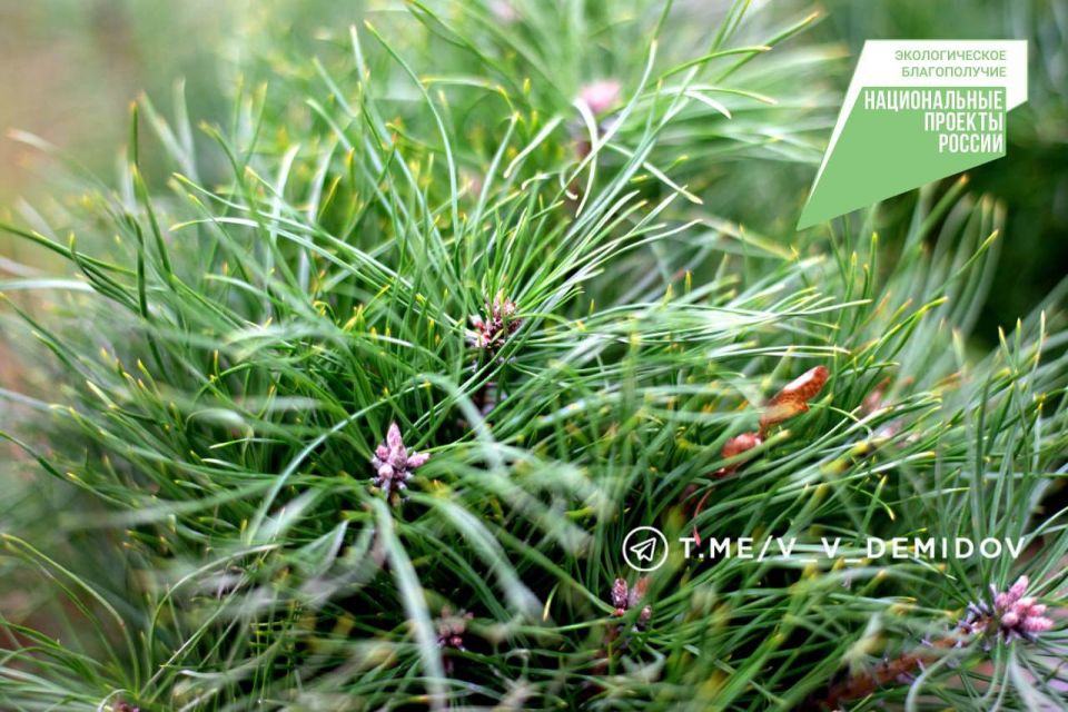 Валентин Демидов: Вчера в Сосновке, любимом месте отдыха белгородцев, стало на 300 сосен больше!