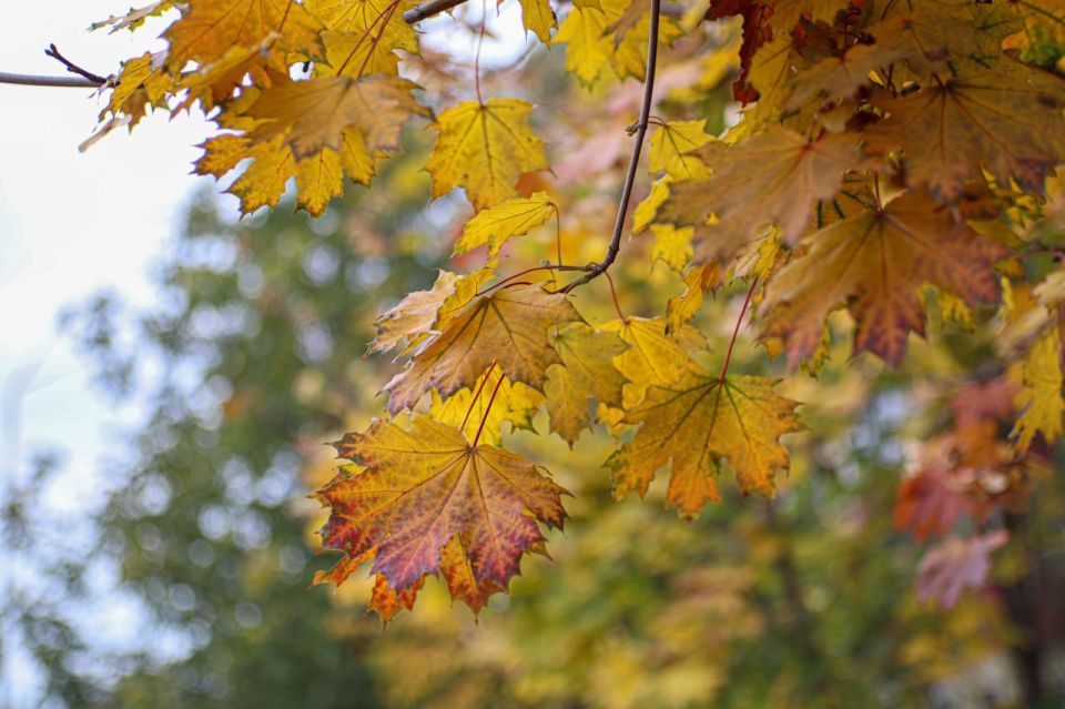 Погода 18 октября. Сегодня синоптики обещают пасмурную погоду и небольшой дождь