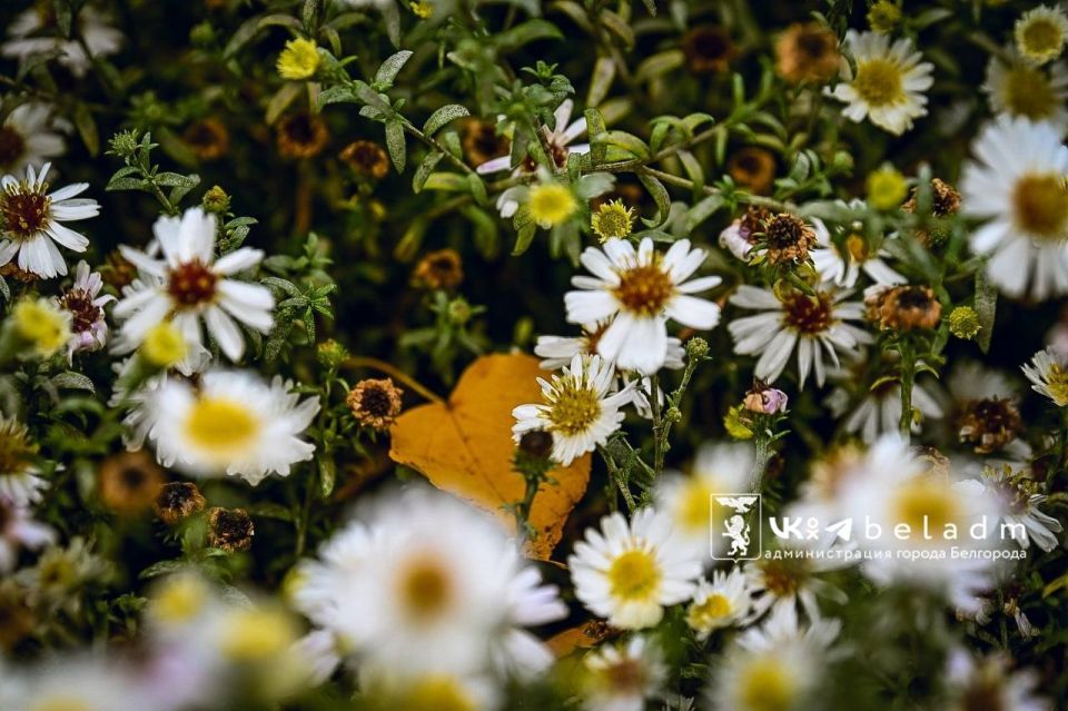 Доброе утро, Белгород!. В субботу, 18 октября, нас ждёт облачная погода