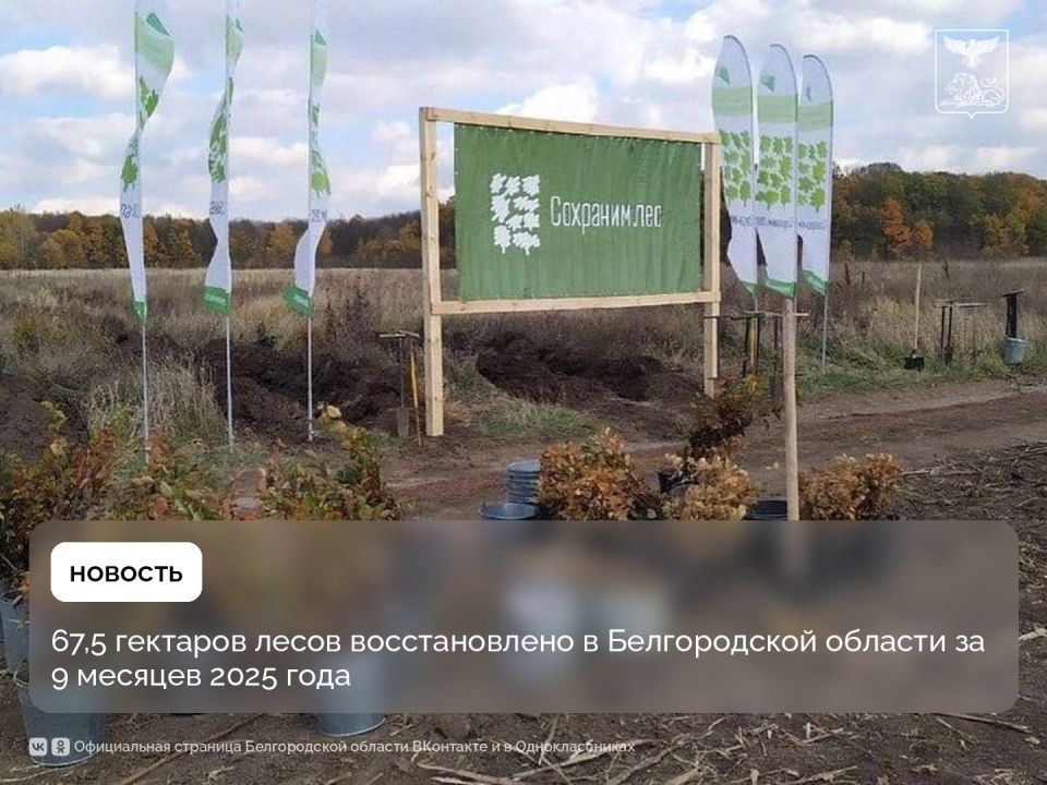67,5 гектаров лесов восстановлено в Белгородской области за 9 месяцев 2025 года