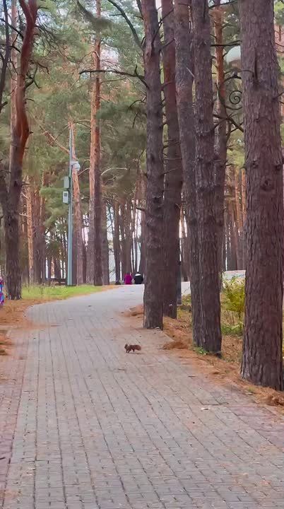 В шебекинском парке снова заметили белочек