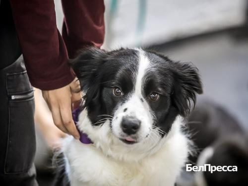 Служба с хвостом. В белгородском кинологическом центре провели экскурсию для школьников