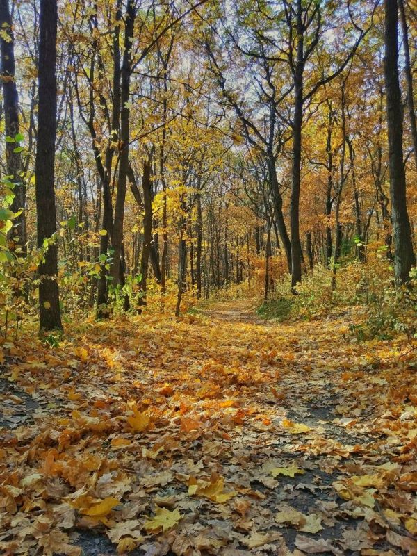 Дорогие друзья! Как же прекрасна осень в Белгородской области!