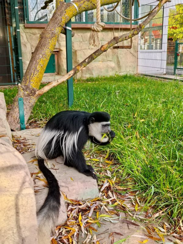 В Старооскольском зоопарке пополнение