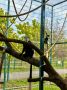 В Старооскольском зоопарке поселились редкие обезьяны колобусы