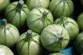 Кабачковые котлеты: бабушкины рецепты легкого и вкусного блюда