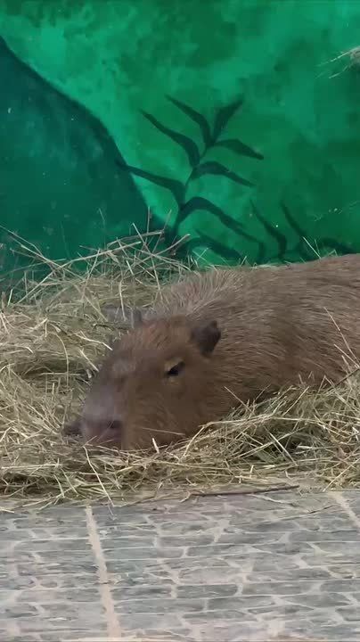 Перед началом новой рабочей недели нужно набраться сил и терпения