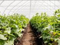 Удивительные факты о растениях: какие культуры не любят теплицы?