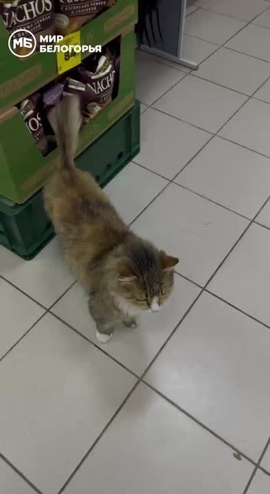 В супермаркете в Строителе замечен пушистый продавец