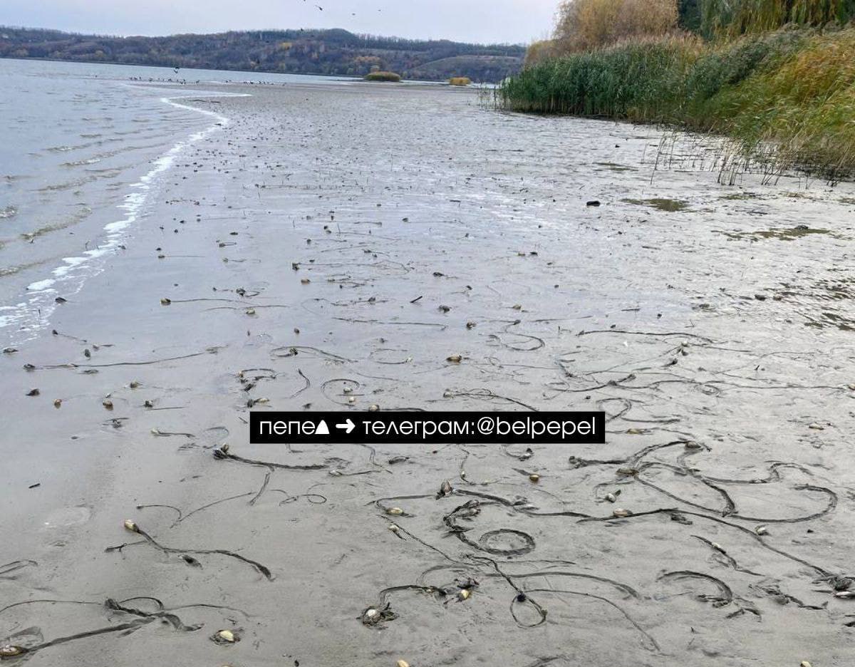 После сброса воды фиксируется понижение ее уровня в Белгородском водохранилище примерно на метр (села Нижний Ольшанец и Маслова Пристань), а также, соответственно, его повышение в селах ниже по течению (Безлюдовка, Нежиголь) После сброса воды фиксируется понижение ее уровня в Белгородском водохранилище примерно на метр (села Нижний Ольшанец и Маслова Пристань), а также, соответственно, его повышение в селах ниже по течению (Безлюдовка, Нежиголь)
