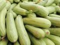 Уникальные методы хранения кабачков: продлите жизнь вашему урожаю