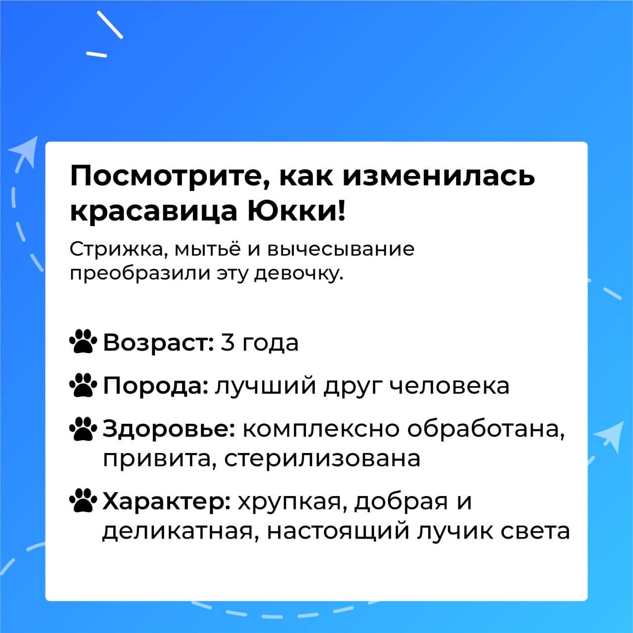 Друзья, мы продолжаем рассказывать вам о чудесных преображениях собачек в рамках нашей благотворительной акции! Сегодня в центре внимания красавица Юкки Друзья, мы продолжаем рассказывать вам о чудесных преображениях собачек в рамках нашей благотворительной акции! Сегодня в центре внимания красавица Юкки
