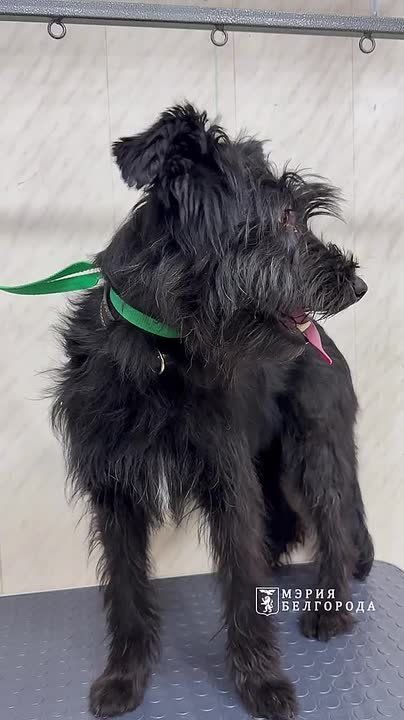 Друзья, мы продолжаем рассказывать вам о чудесных преображениях собачек в рамках нашей благотворительной акции! Сегодня в центре внимания красавица Юкки