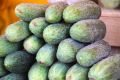 Почему огурцы горькие: как избавиться от привкуса перед консервацией