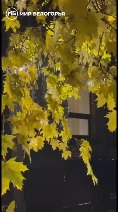 Ночь. Улица. Листва. И ливень