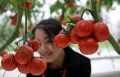 Китайские суперранние томаты: новые горизонты овощеводства