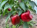 Секреты успешного севооборота: как повысить урожай и избавиться от вредителей