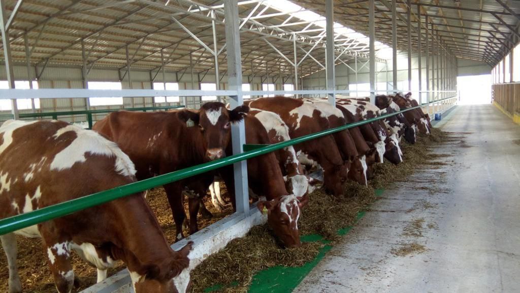 «Борисовские фермы» отмечают 10 лет: от депрессивной площадки до лидера молочной отрасли «Борисовские фермы» отмечают 10 лет: от депрессивной площадки до лидера молочной отрасли