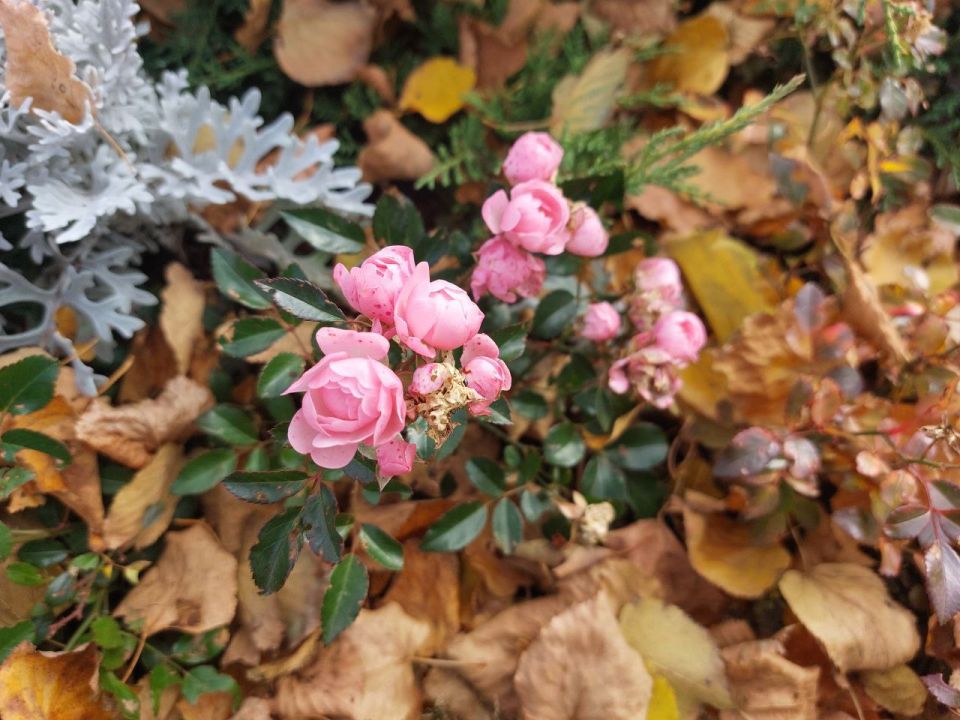 Сегодня, 28 октября, будет облачно, днём с прояснениями