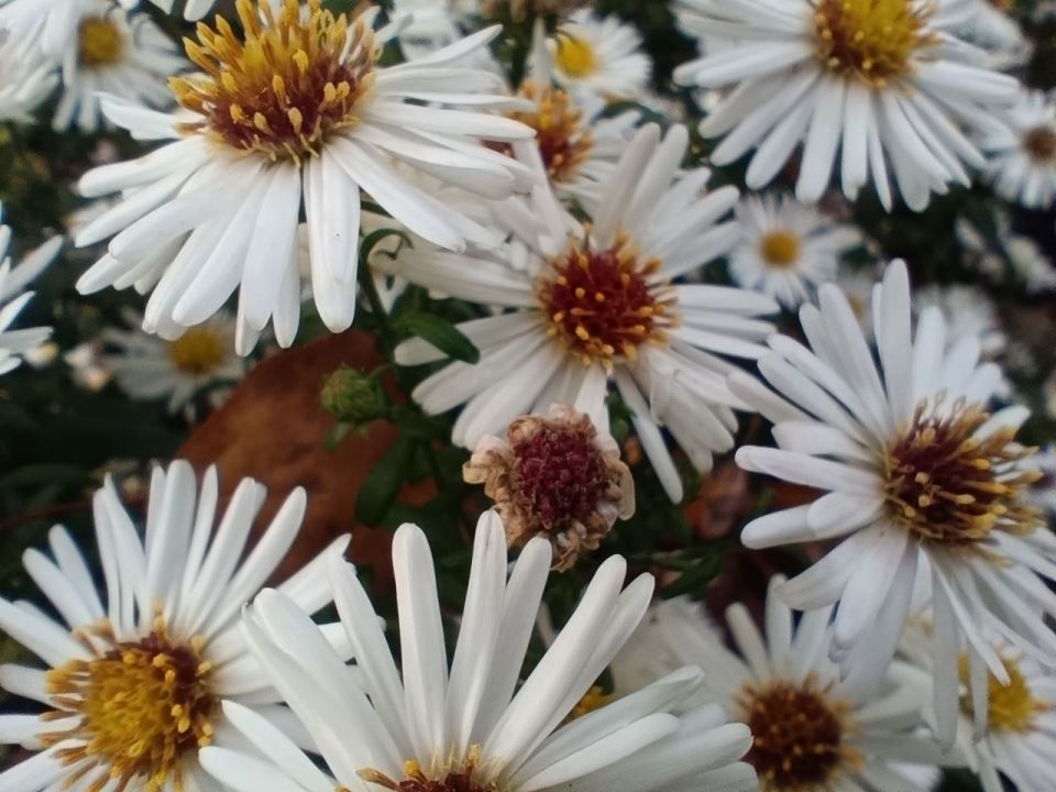 Сегодня, 28 октября, в Белгороде будет пасмурно