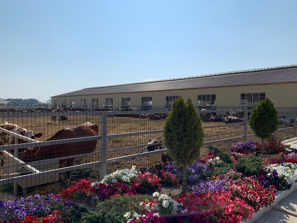 «Борисовские фермы» отмечают 10 лет: от депрессивной площадки до лидера молочной отрасли «Борисовские фермы» отмечают 10 лет: от депрессивной площадки до лидера молочной отрасли