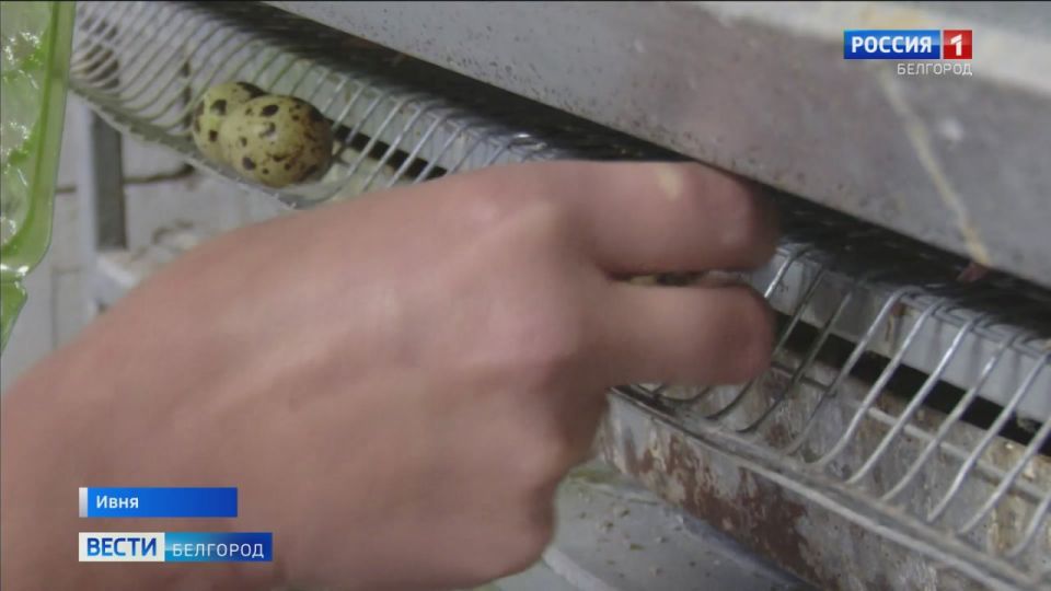 1234 О перепелах Наталья Глебова из Ивни может говорить часами