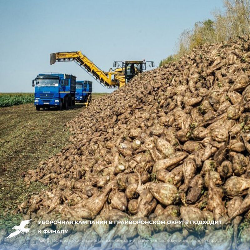 Уборочная кампания в Грайворонском округе подходит к финалу