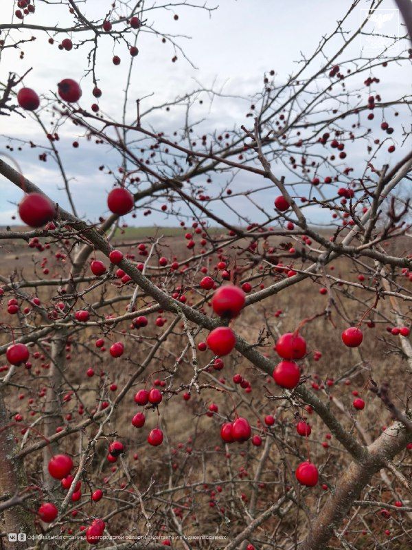 Эстетика белгородской осени