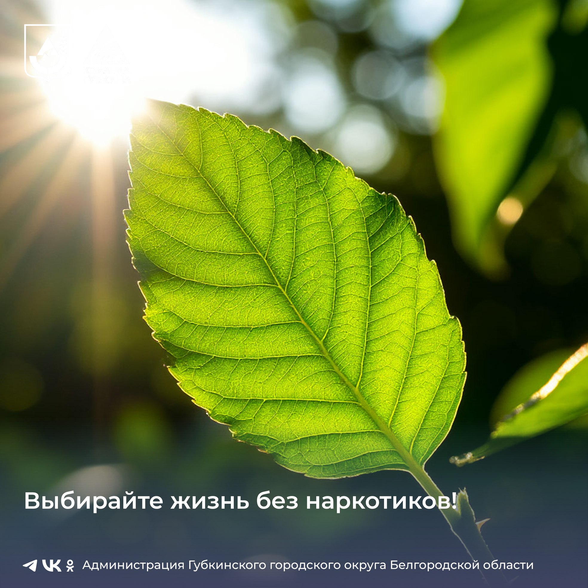 Незаконный оборот наркотиков