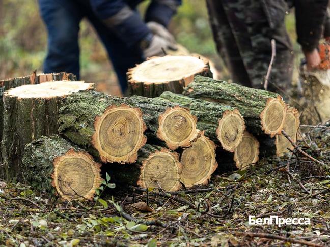 В Корочанском районе вырубают сухостой для заготовки дров