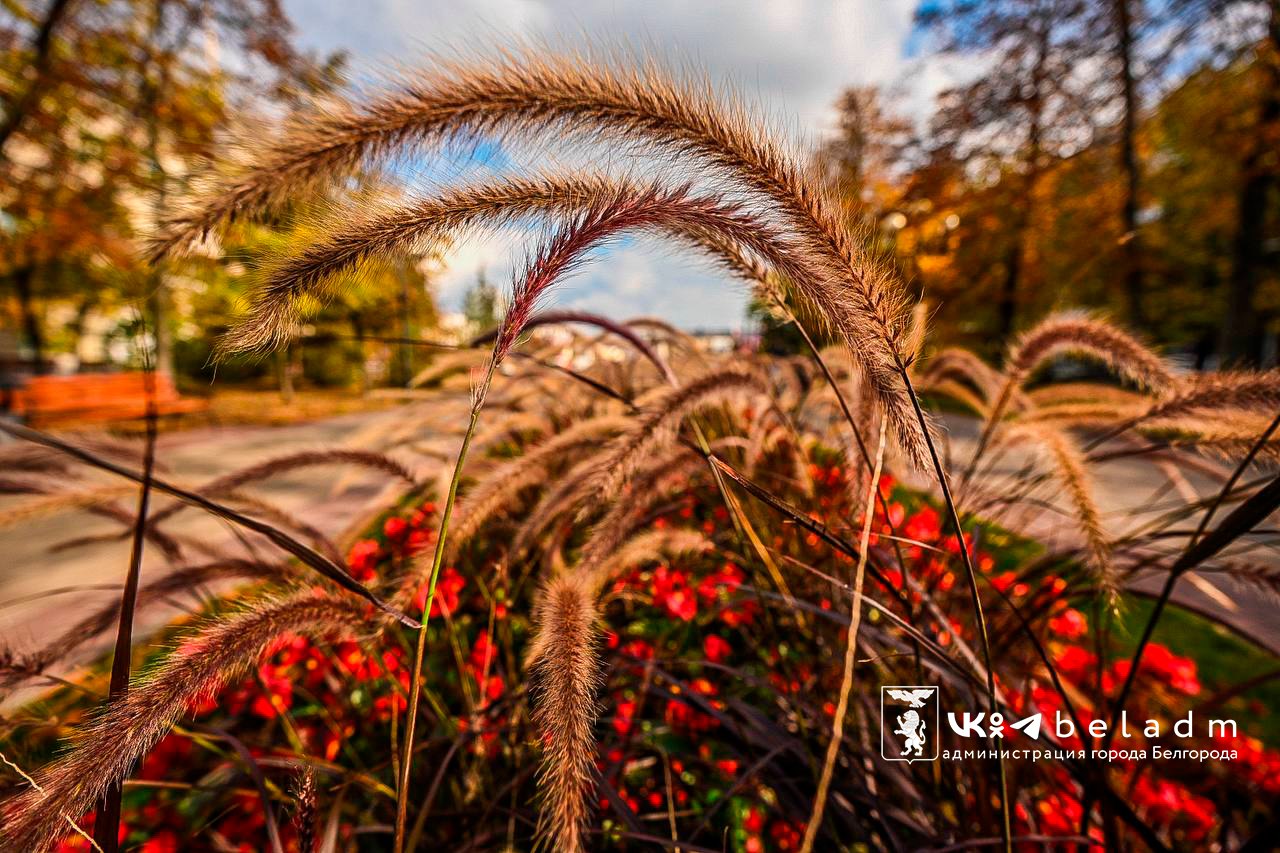Доброе утро, Белгород!. 31 октября нас ждёт дождливое утро, после полудня переменная облачность, но также возможны осадки