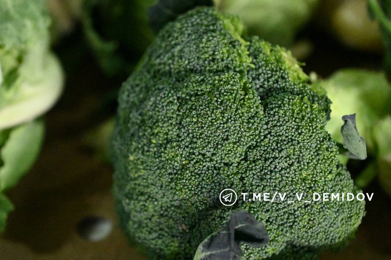 Традиционная ярмарка в областной столице пройдёт в воскресенье, 2 ноября, а не в субботу, как обычно Традиционная ярмарка в областной столице пройдёт в воскресенье, 2 ноября, а не в субботу, как обычно