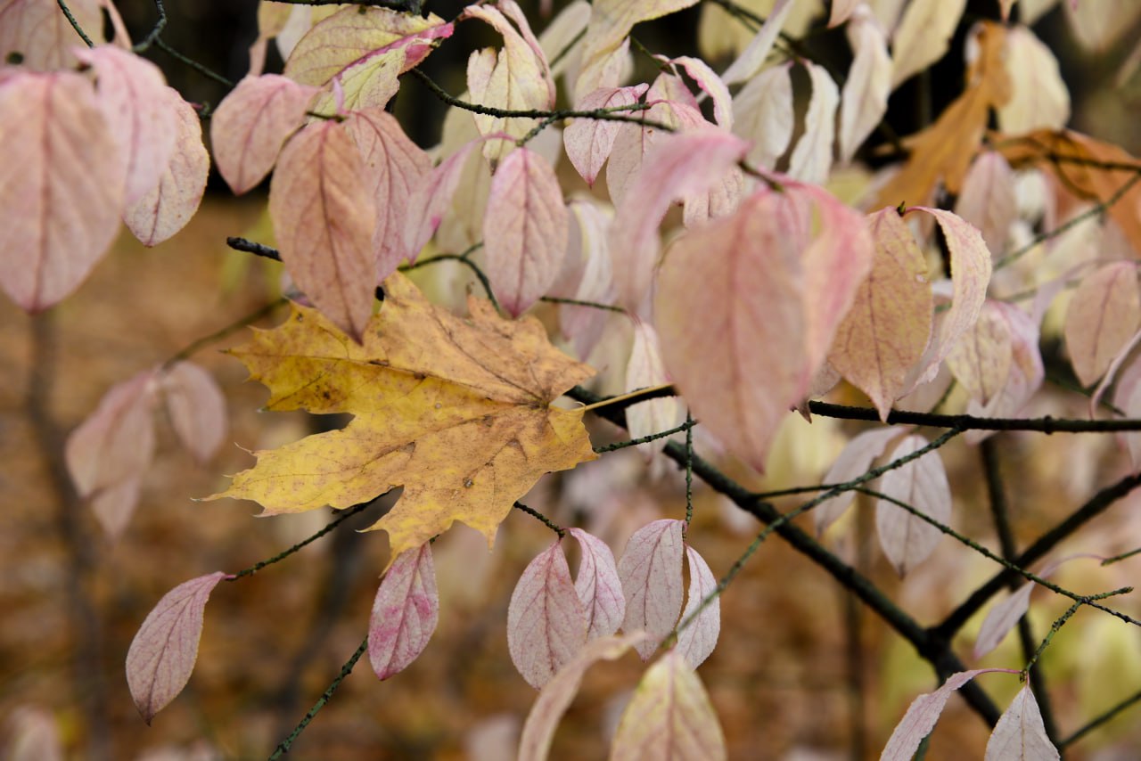 Пятница на «БелПрессе»!. Осень давно уже вступила в свои права, поэтому самое время замедлиться и рассмотреть её красоту Пятница на «БелПрессе»!. Осень давно уже вступила в свои права, поэтому самое время замедлиться и рассмотреть её красоту