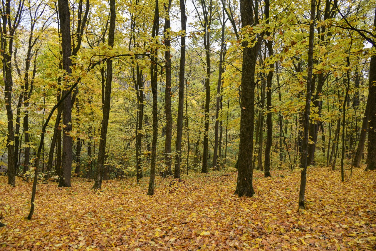 Пятница на «БелПрессе»!. Осень давно уже вступила в свои права, поэтому самое время замедлиться и рассмотреть её красоту Пятница на «БелПрессе»!. Осень давно уже вступила в свои права, поэтому самое время замедлиться и рассмотреть её красоту