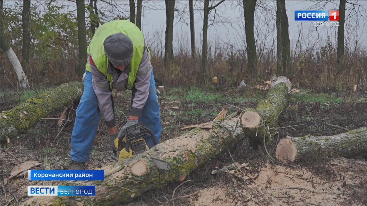 Подготовка к зиме в условиях сложной оперативной обстановки: в Белгородской области запасаются древесиной, чтобы обеспечить дровами дома с печным отоплением