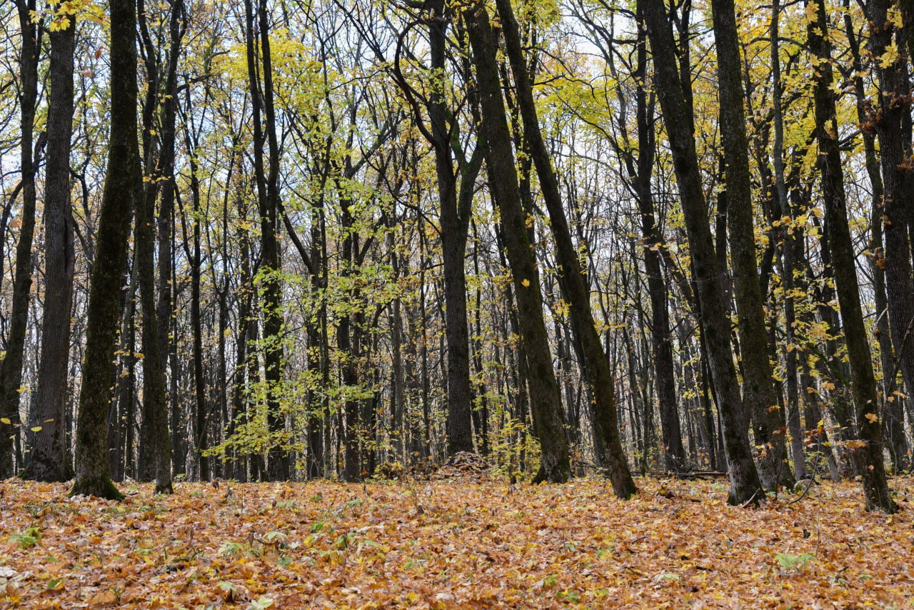 Пятница на «БелПрессе»!. Осень давно уже вступила в свои права, поэтому самое время замедлиться и рассмотреть её красоту Пятница на «БелПрессе»!. Осень давно уже вступила в свои права, поэтому самое время замедлиться и рассмотреть её красоту