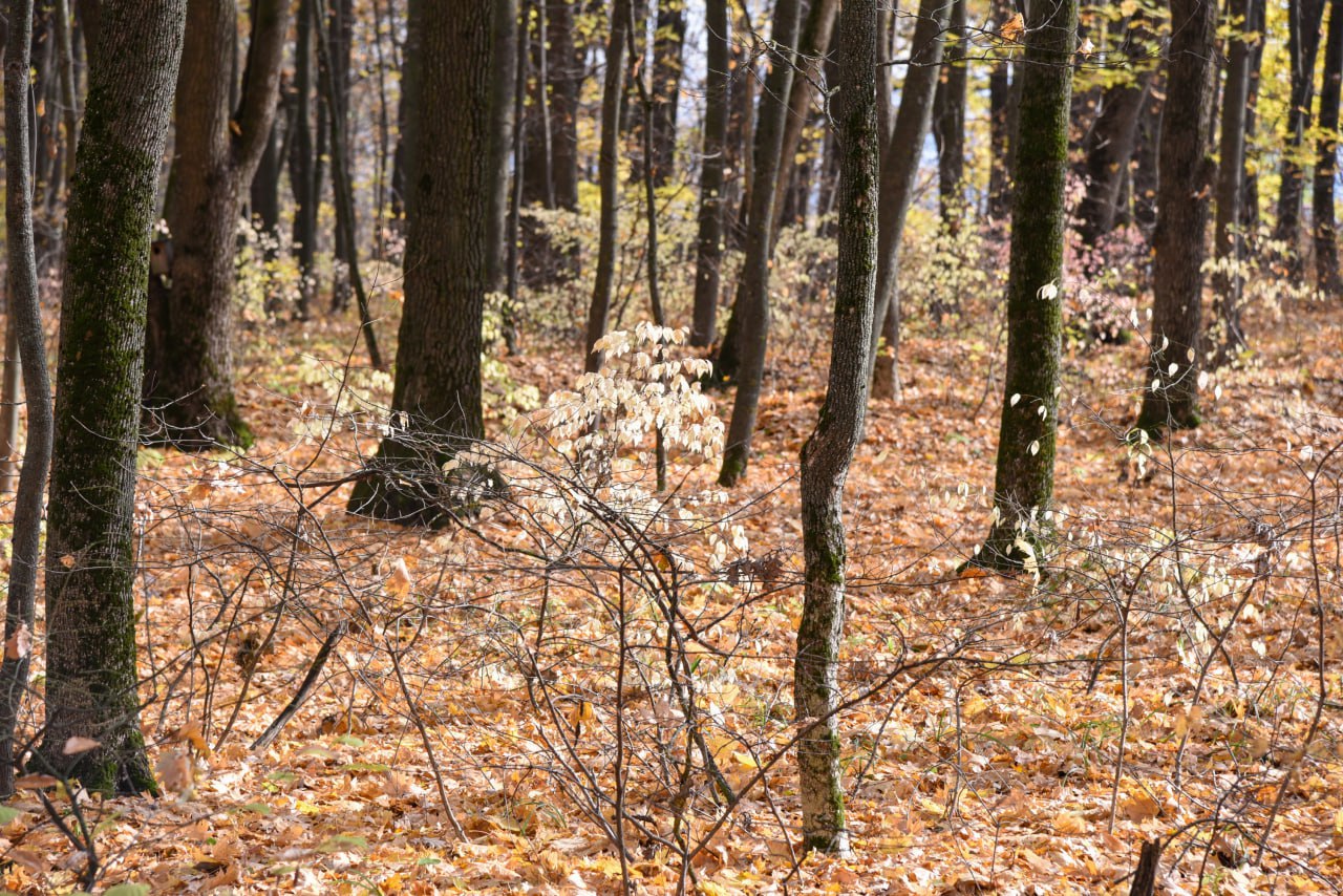 Пятница на «БелПрессе»!. Осень давно уже вступила в свои права, поэтому самое время замедлиться и рассмотреть её красоту Пятница на «БелПрессе»!. Осень давно уже вступила в свои права, поэтому самое время замедлиться и рассмотреть её красоту