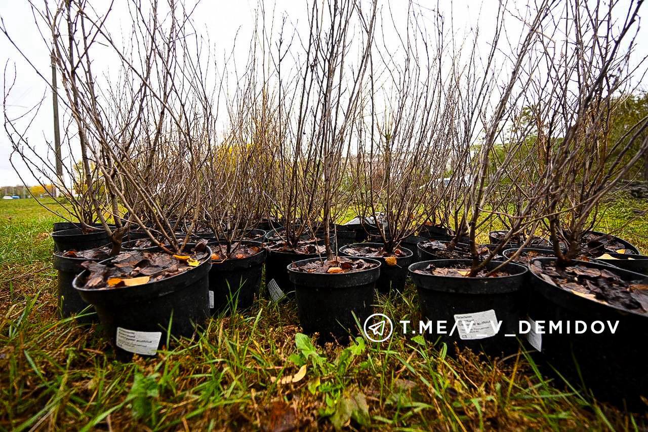 Валентин Демидов: Сегодня вместе с озеленителями и волонтёрами вышли на субботник — высаживали деревья и кустарники на проспекте Богдана Хмельницкого Валентин Демидов: Сегодня вместе с озеленителями и волонтёрами вышли на субботник — высаживали деревья и кустарники на проспекте Богдана Хмельницкого