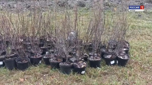 В областной столице на проспекте Богдана Хмельницкого сегодня высаживают молодые липы, клёны и рябины: 200 деревьев и примерно 3 000 кустарников