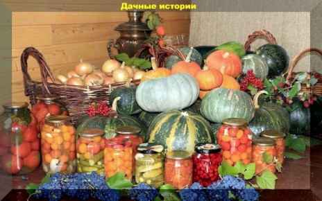 Сажаем и ухаживаем: что в августе необходимо сделать на даче